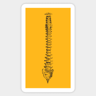 Spine anatomy Sticker